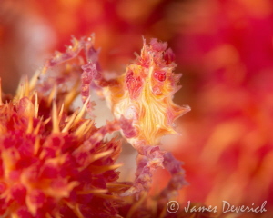 All about red / Soft coral crab in Anilao, I can see thes... by James Deverich 